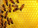 صادرات ۴۳ تن عسل از آذربایجان‌شرقی با وجود محدودیت‌های کرونایی