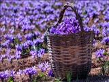 افزایش ۳۰ درصدی برداشت زعفران در آذربایجان‌شرقی