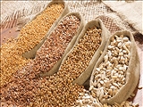 دو شرط مهم خوداتکایی در تولید دانه‌های روغنی