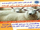 پروژه پرورش 10 هزار رأس گوسفند