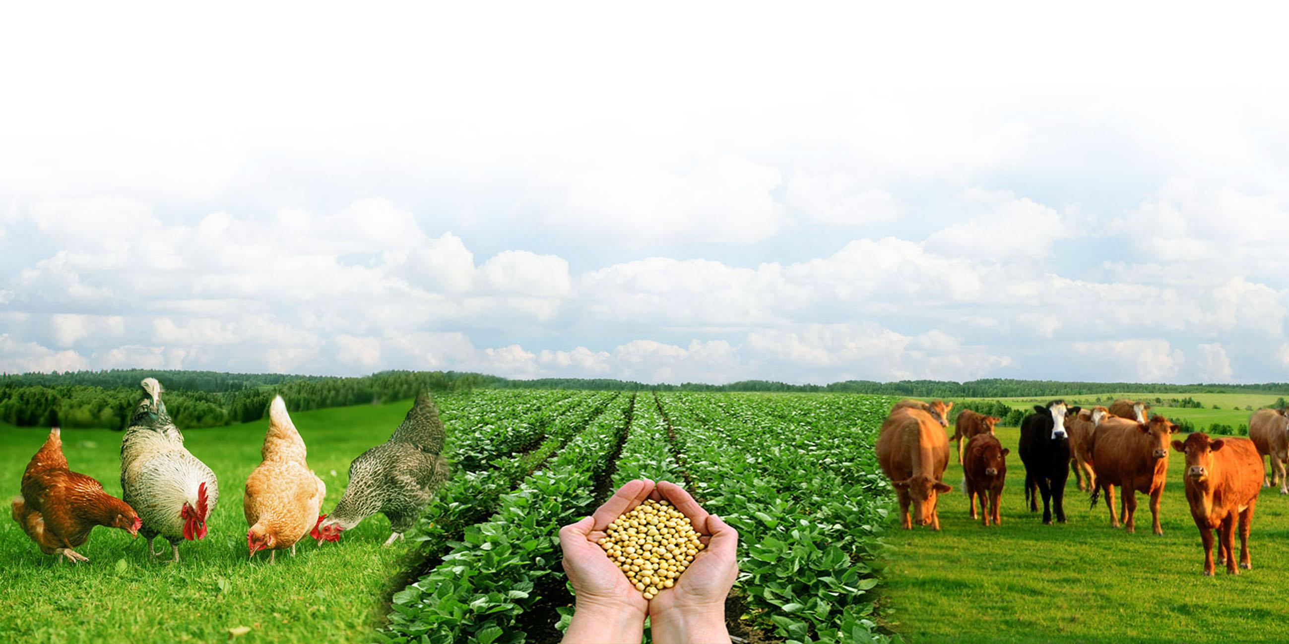 طرح ملی تولید خوراک دام با صرفه‌جویی ۴ هزار میلیارد تومانی